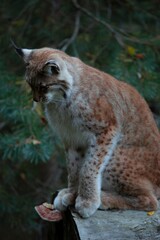 Lynx  © Norma