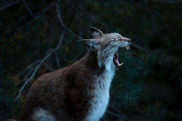 Lynx © Norma