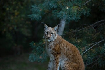 Lynx © Norma