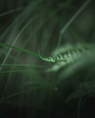 green isolated fern tip © Elena