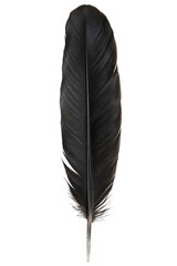 Fototapeta premium Single black raven feather isolated on a clean white background for creative design projects
