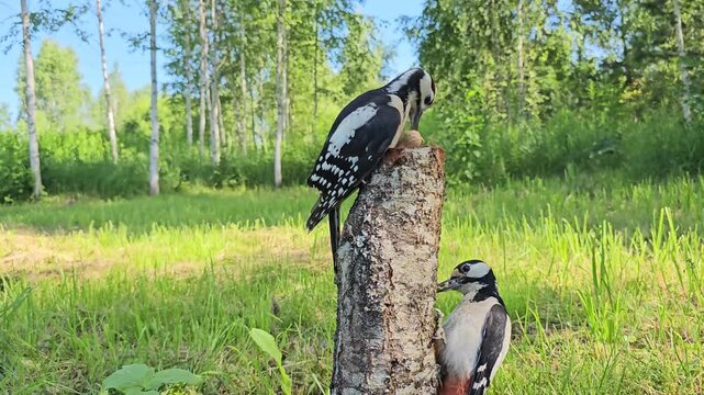 Two great spotted woodpeckers, Dendrocopos major, are eating peanuts on the tree trunk in the forest