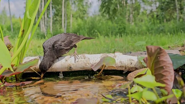 The common blackbird Turdus merula in the wild. A bird in an autumn forest, drinking water against a beautiful background