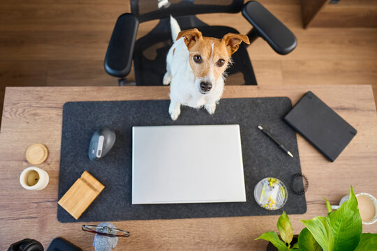 Jack Russell terrier stands on office chair with front paws on desk beside closed laptop and looks up