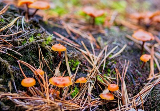 Group of Tiny Orange Deceiver Fungi (Laccaria laccata) Growing Among Forest Moss - Wild Deceiver Mushrooms  Colony on Autumn Pine Forest Floor