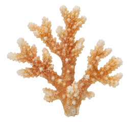 Fototapeta premium A single piece of dried orange branching coral isolated on a clean white background studio shot