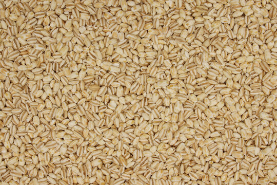 Close-up light beige barley grains texture, whole cereal berries background surface