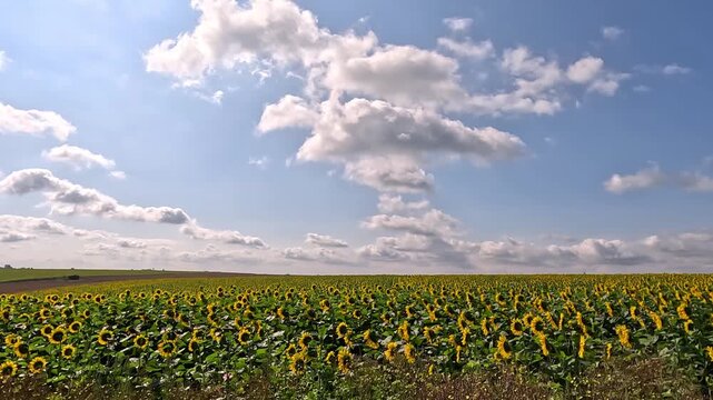 Time lapse clip of field of blooming sunflowers. 4K video (Ultra High Definition) of cloudscape. Sun shines through the clouds on the blue sky background. Picturesque summer view of green countryside.