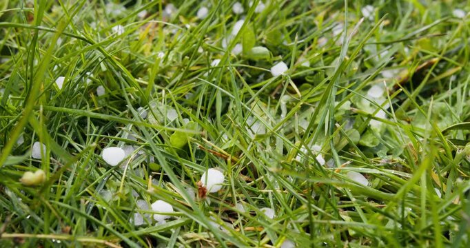 Close-up of large hailstones among wet grass blades. Hailstorm aftermath and weather risks to agriculture