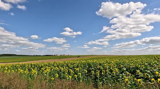 Time lapse clip of field of blooming sunflowers. 4K video (Ultra High Definition) of cloudscape. Sun shines through the clouds on the blue sky background. Colorful summer view of green countryside.