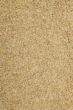 Close-up texture of whole barley grains, creating a natural beige agricultural food background.