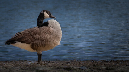 Canada goose standing beside a lake with detailed plumage and calm blue water forming a softly textured natural background. © Constantin