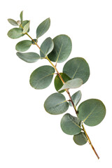 Fresh eucalyptus branch with round green leaves isolated on a clean white background © Ophelia