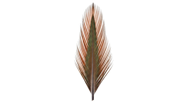 Natural bird feather with brown and iridescent green pattern, soft quill for decorative craft design, natural wild bird plumage isolated PNG with Transparent Background