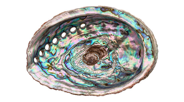 Iridescent abalone shell with mother of pearl texture, natural paua sea shell, marine mollusk seashell ornament isolated PNG with Transparent Background