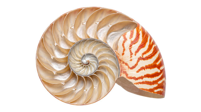 Nautilus shell cross section, cut chambered seashell showing golden spiral, mother of pearl marine fossil texture isolated PNG with Transparent Background