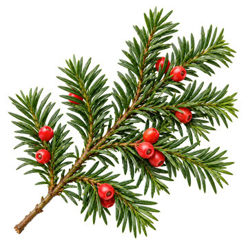 Evergreen Yew Sprig With Red Berries Isolated White