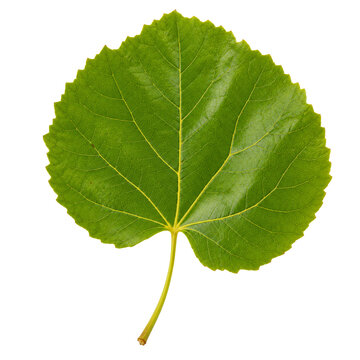 Fresh Round Aspen Leaf Isolated On White Background