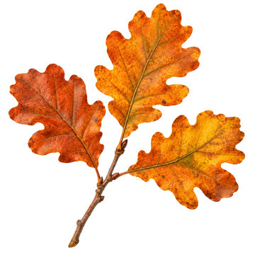 Rustic Autumn Oak Branch Isolated On White Background