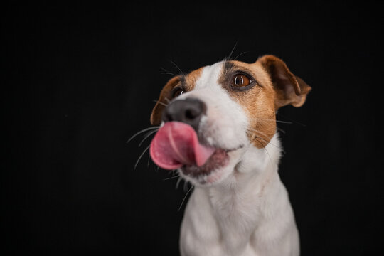 Close-up portrait of a Jack Russell Terrier licking its nose on a black background. 