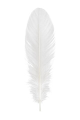 A single pristine white feather isolated against a clean and solid white background surface © Ophelia