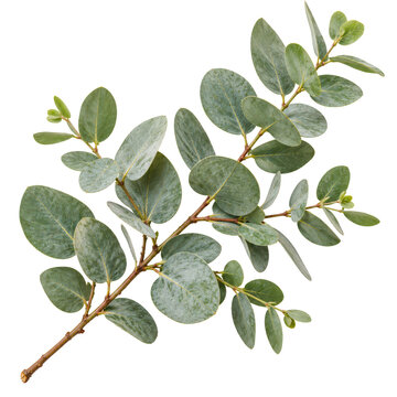 Silver Eucalyptus Branch With Round Leaves Isolated White