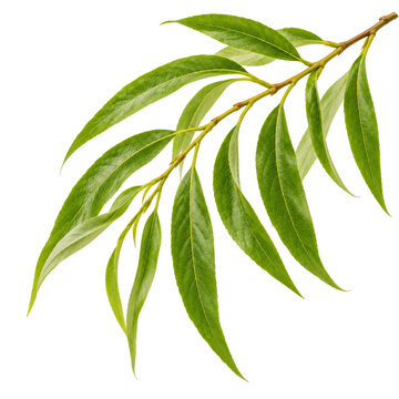 Slender Green Willow Branch Isolated On White Background