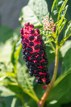 American pokeweed berries Phytolacca americana plant closeup