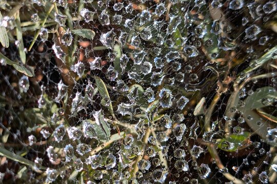 Water Droplets Sparkling on Spider Web in Bush