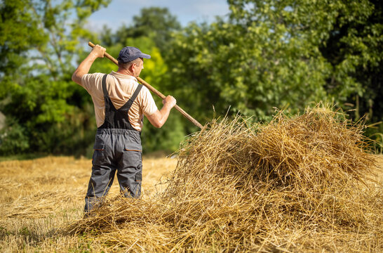 Man raises wooden pitchfork beside large haystack in rural field. Farm worker wears sturdy overalls and cap, with dry straw glowing in sunlight against leafy trees. Wooden tool is held over haystack.
