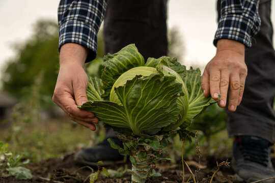 Hands hold cabbage plant during harvest. Adult grower steadies leafy vegetable in garden soil, presenting fresh farm produce with close, practical detail and calm, hardworking mood.