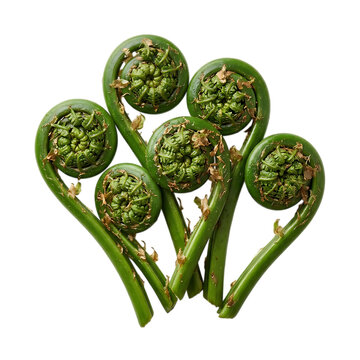 A beautiful collection of lush green fiddlehead ferns are elegantly displayed showing off their intricate spiral shapes on a clear background