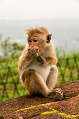 Cute Baby Monkey Eating Fruit on a Rock in the Wild © Angelo D'Amico