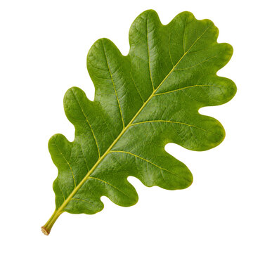 Fresh Summer Oak Leaf Isolated On White Background