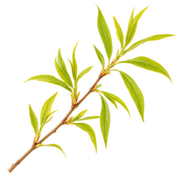 Fresh Willow Leaf Sprig Isolated On White Background