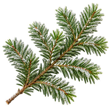 Fresh Winter Fir Branch Isolated On White Background