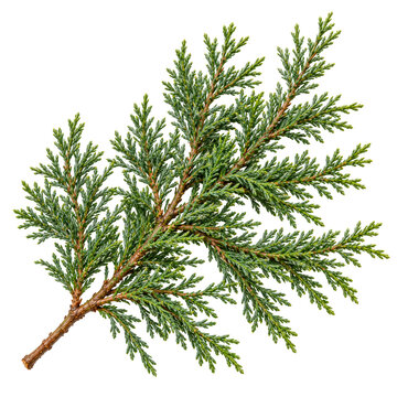 Fresh Winter Cypress Branch Isolated On White Background