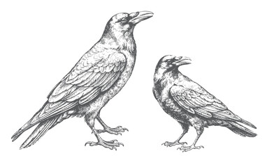 Fototapeta premium Two crow birds, hand drawn vintage engraving illustration with detailed feathers and natural standing poses.