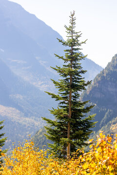 alpine trees of northwest montana, glacier national park forests, fall colors