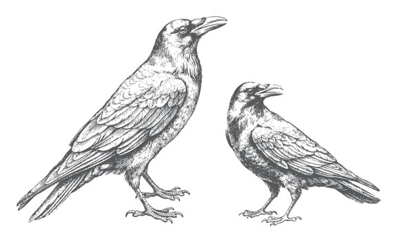Two crow birds, hand drawn vintage engraving illustration with detailed feathers and natural standing poses.