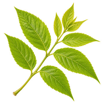 Young Fresh Ash Leaves Isolated On White Background