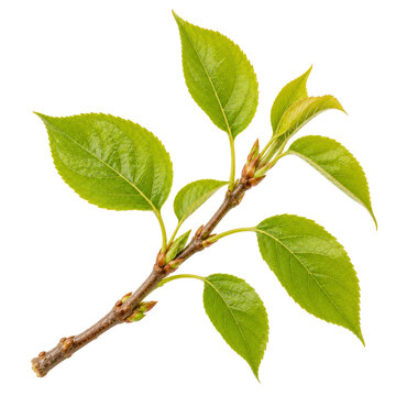 Young Fresh Cherry Branch Isolated On White Background
