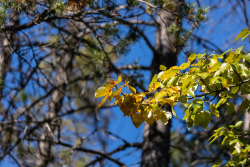 fall colors in trees in glacier national park october 2026 © Dylan