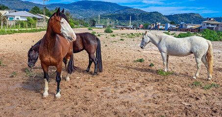 cavalos marrom e branco © Maria Novas