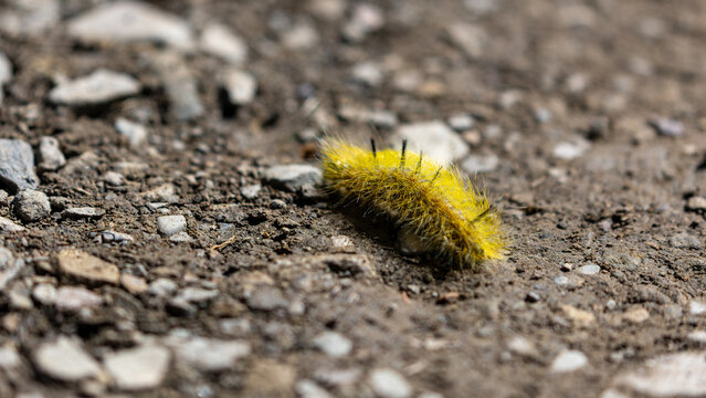 American dagger moth caterpillar, glacier national park wildlife, montana catepillar