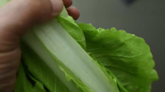Fresh Taiwanese Bok Choy Prepared for Cooking