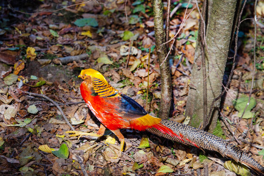 Golden pheasant (Chrysolophus pictus) walks on the ground in the forest on a bright sunny day. Animals, birds, ornithology, ecology.