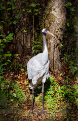 Fototapeta premium An American crane stands in the forest on a bright sunny day. Animals, birds, ornithology, ecology.