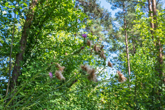Fleur de chardon pourpre et boutons &eacute;pineux dans la nature en &eacute;t&eacute;