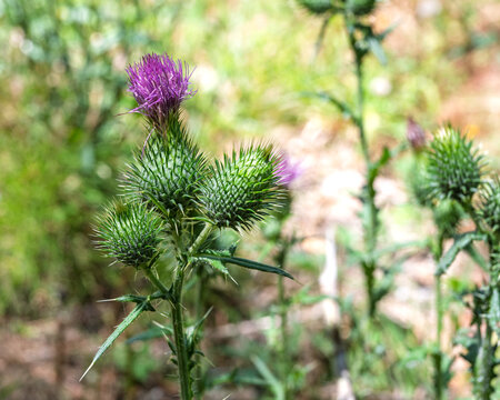Fleur de chardon pourpre et boutons &eacute;pineux dans la nature en &eacute;t&eacute;